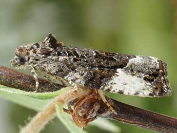 Apotomis sororculana Zett. adulte - �Friedmar Graf