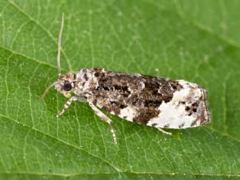 Apotomis sororculana Zett. adulte - �Philippe Mothiron