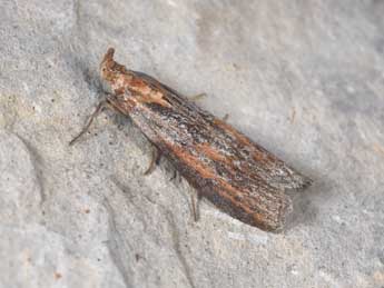 Selagia spadicella Hb. adulte - �Philippe Mothiron