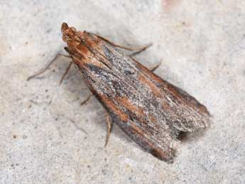 Selagia spadicella Hb. adulte - �Philippe Mothiron