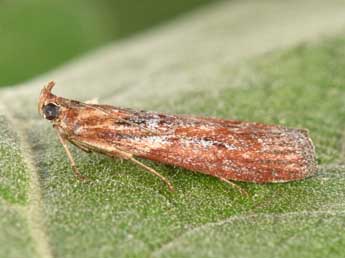 Selagia spadicella Hb. adulte - �Philippe Mothiron