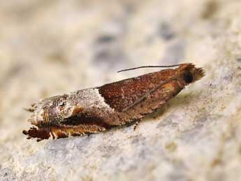 Ancylis sparulana Stgr adulte - �Lionel Taurand