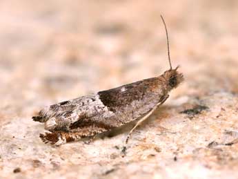 Ancylis sparulana Stgr adulte - �Lionel Taurand