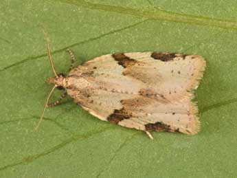 Clepsis spectrana Tr. adulte - �Philippe Mothiron