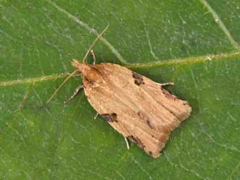 Clepsis spectrana Tr. adulte - �Philippe Mothiron