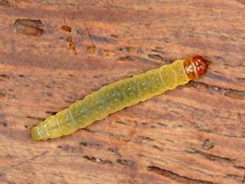  Chenille de Pammene spiniana Dup. - �Vincent Willefert