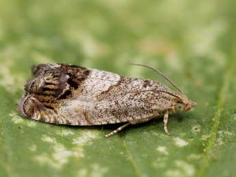 Cydia splendana Hb. adulte - �Lionel Taurand