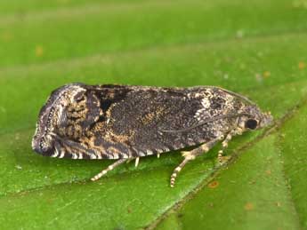 Cydia splendana Hb. adulte - �Philippe Mothiron