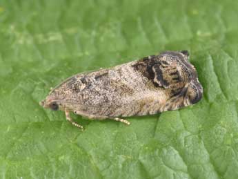 Cydia splendana Hb. adulte - �Philippe Mothiron