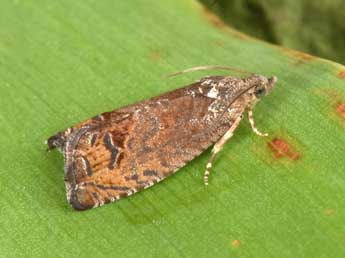 Cydia splendana Hb. adulte - �Philippe Mothiron