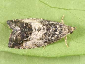 Cydia splendana Hb. adulte - �Philippe Mothiron