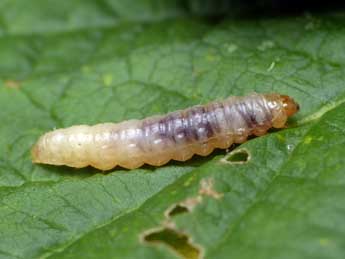  Chenille de Cydia splendana Hb. - �Patrick Clement