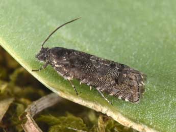 Pammene splendidulana Gn. adulte - �Philippe Mothiron