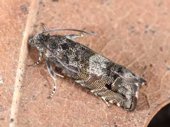 Pammene splendidulana Gn. adulte - �Philippe Mothiron