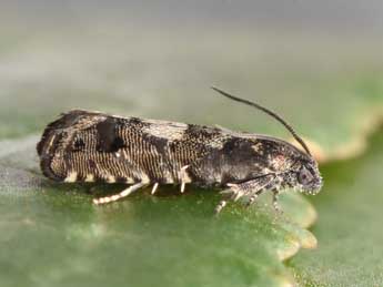 Pammene splendidulana Gn. adulte - �Philippe Mothiron