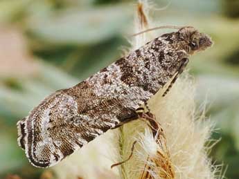 Rhopobota stagnana D. & S. adulte - �Friedmar Graf