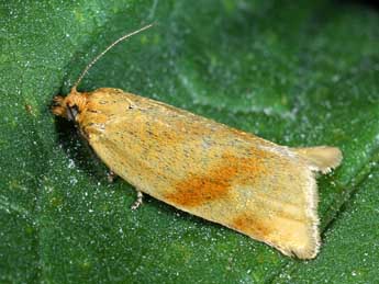 Clepsis steineriana Hb. adulte - �Michel Billard