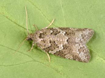 Cnephasia stephensiana Dbld. adulte - �Philippe Mothiron