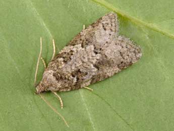 Cnephasia stephensiana Dbld. adulte - �Philippe Mothiron