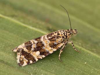 Olethreutes stibiana Gn. adulte - �Lionel Taurand