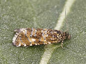 Olethreutes stibiana Gn. adulte - �Lionel Taurand