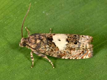 Epiblema sticticana F. adulte - �Philippe Mothiron