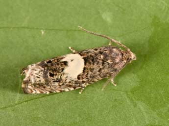 Epiblema sticticana F. adulte - �Philippe Mothiron