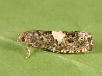 Epiblema sticticana F. adulte - �Philippe Mothiron