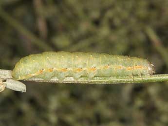  Chenille de Anarta stigmosa Christoph - �Wolfgang Wagner, www.pyrgus.de