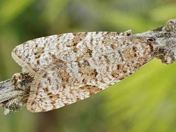 Isotrias stramentana Gn. adulte - �Friedmar Graf