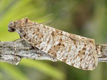 Isotrias stramentana Gn. adulte - �Friedmar Graf