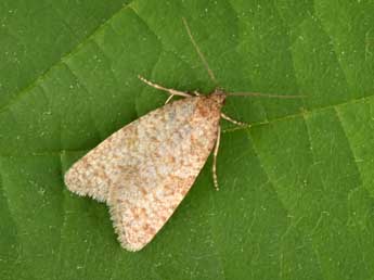 Isotrias stramentana Gn. adulte - �Philippe Mothiron