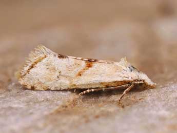 Cochylimorpha straminea Hw. adulte - �Lionel Taurand