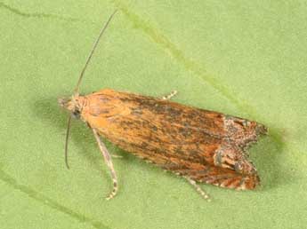 Lathronympha strigana F. adulte - �Philippe Mothiron