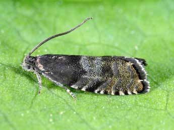 Cydia strobilella L. adulte - �Michel Billard