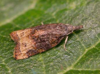 Platynota stultana Walsingham adulte - �Lionel Taurand