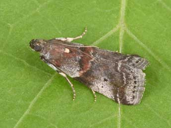 Acrobasis suavella Zck. adulte - �Philippe Mothiron