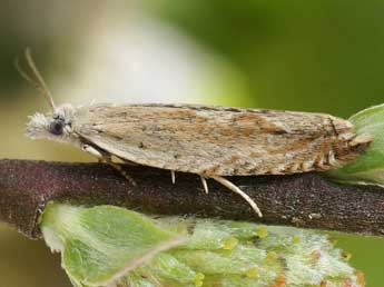 Ancylis subarcuana Doug. adulte - �Friedmar Graf