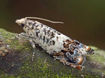 Epinotia subocellana Donovan adulte - �Patrick Clement