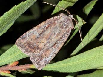 Coenophila subrosea Stph. adulte - �Romain Planchot