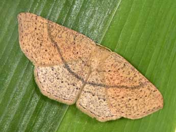 Cyclophora suppunctaria Z. adulte - �Philippe Mothiron