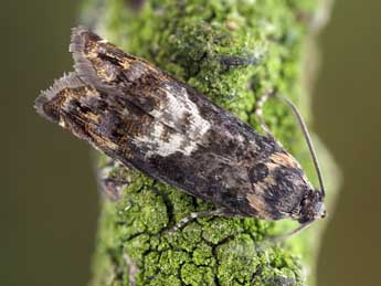 Pammene suspectana Lienig adulte - �Patrick Clement