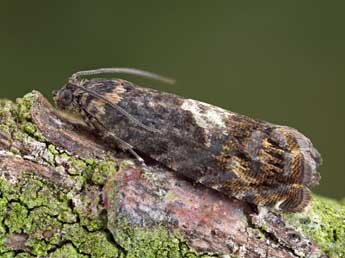 Pammene suspectana Lienig adulte - �Patrick Clement