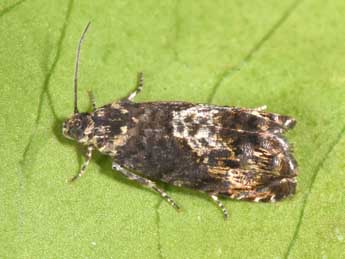 Pammene suspectana Lienig adulte - �Philippe Mothiron