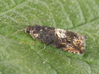 Pammene suspectana Lienig adulte - �Philippe Mothiron