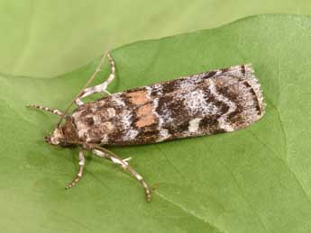 Dioryctria sylvestrella Rtzbg adulte - �Philippe Mothiron