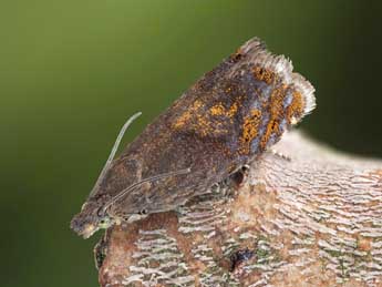 Dichrorampha sylvicolana Hein. adulte - �Patrick Clement