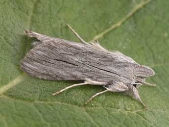 Cucullia tanaceti D. & S. adulte - �Philippe Mothiron