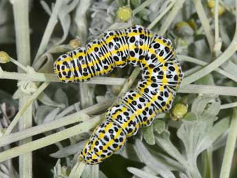  Chenille de Cucullia tanaceti D. & S. - �Philippe Mothiron