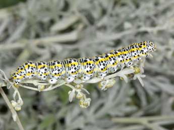  Chenille de Cucullia tanaceti D. & S. - �Philippe Mothiron